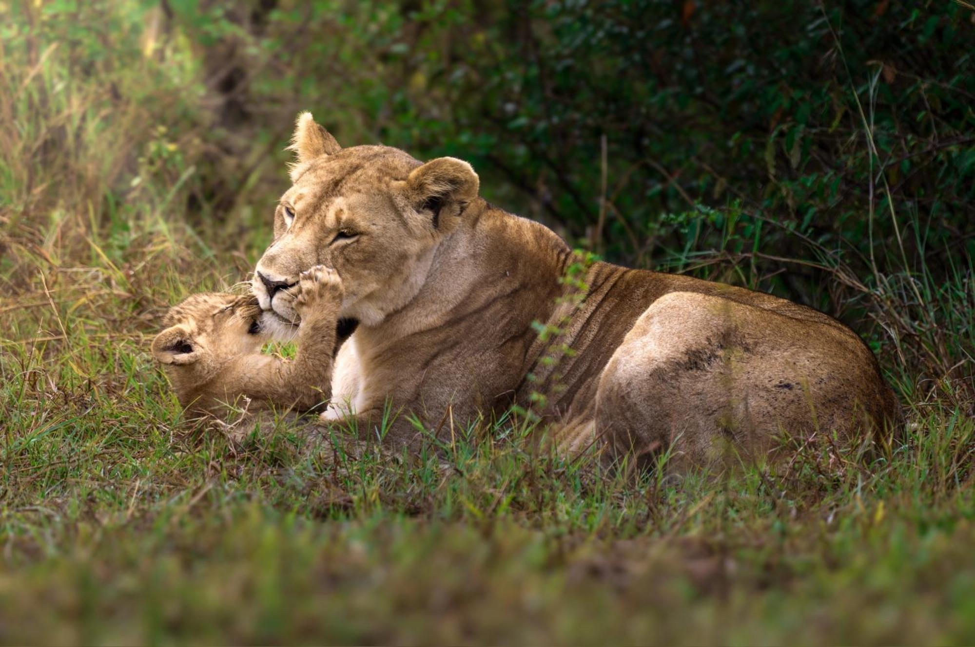 Olkinyei Mara Tented Camp Talek エクステリア 写真