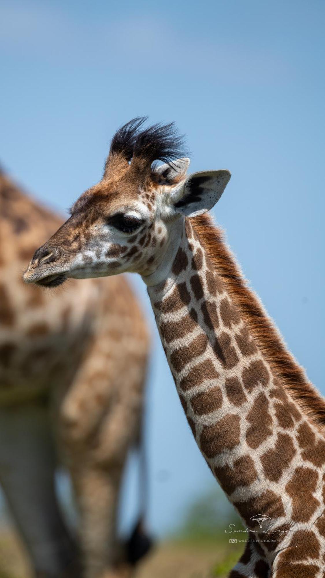 Olkinyei Mara Tented Camp Talek エクステリア 写真