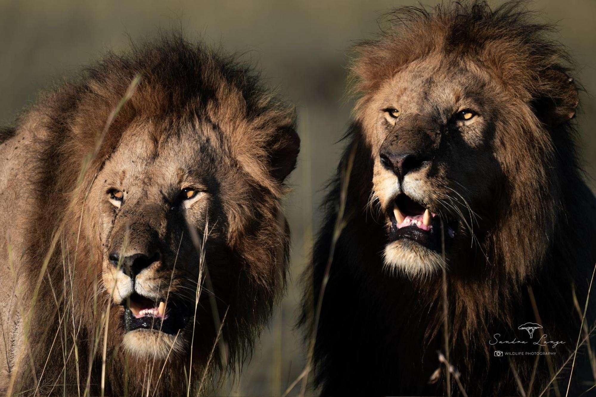 Olkinyei Mara Tented Camp Talek エクステリア 写真