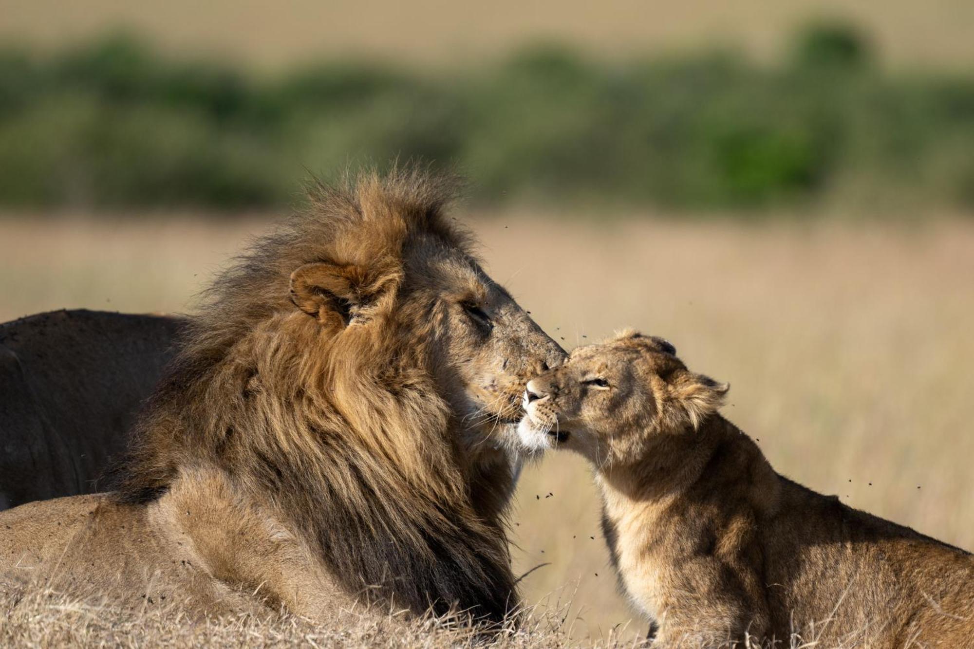 Olkinyei Mara Tented Camp Talek エクステリア 写真