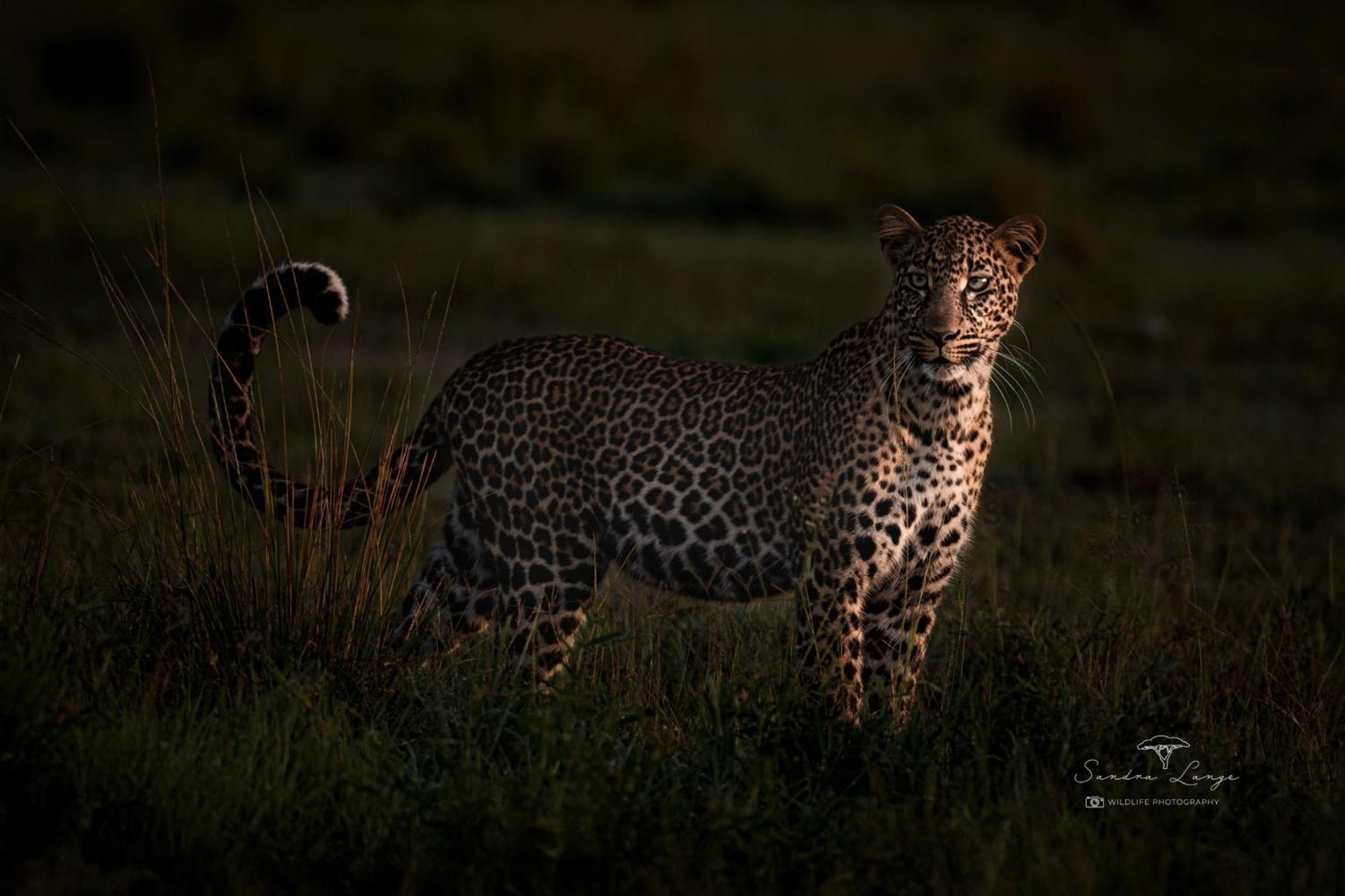 Olkinyei Mara Tented Camp Talek エクステリア 写真