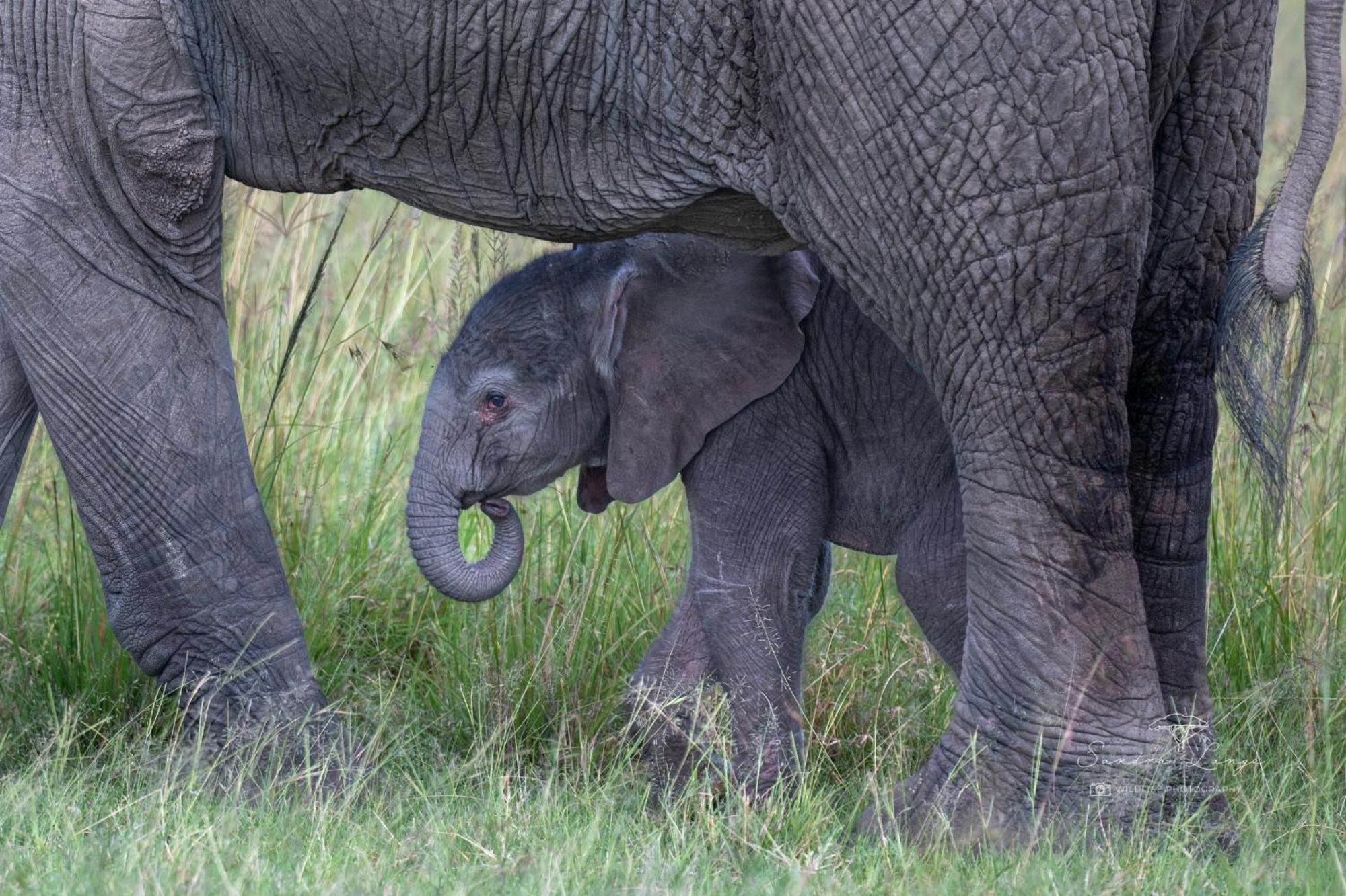 Olkinyei Mara Tented Camp Talek エクステリア 写真