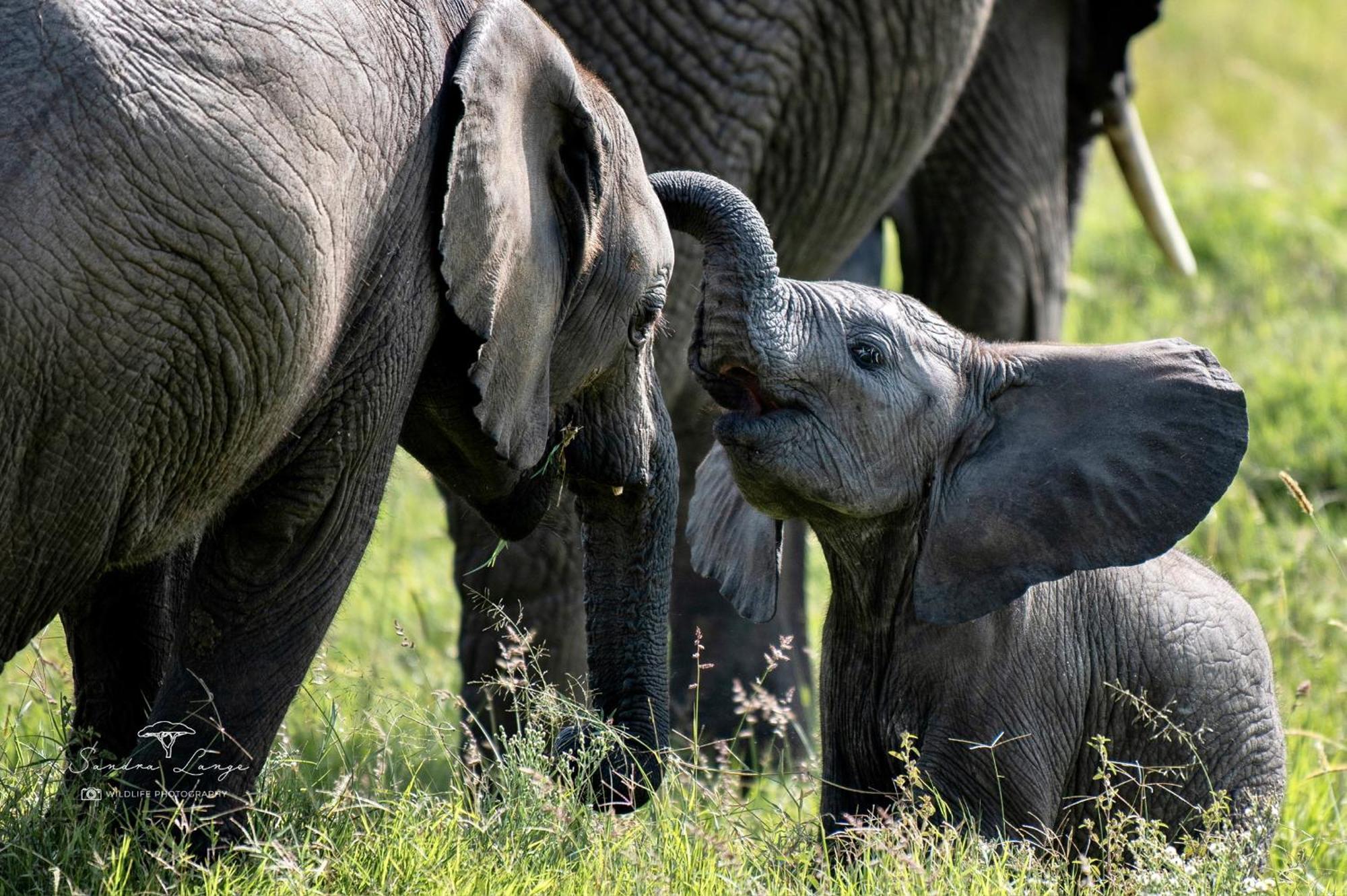Olkinyei Mara Tented Camp Talek エクステリア 写真