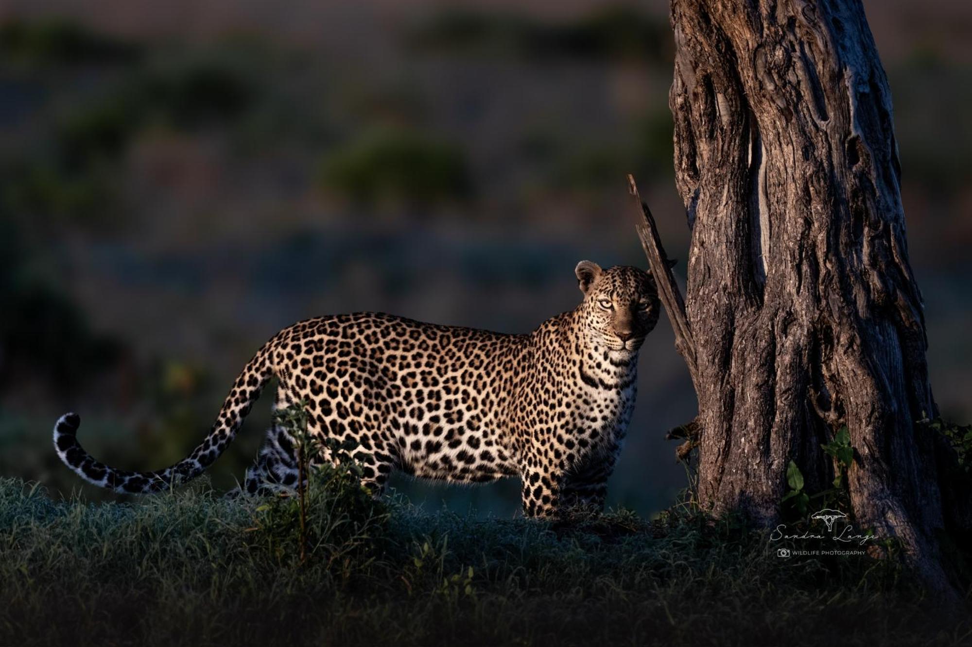 Olkinyei Mara Tented Camp Talek エクステリア 写真