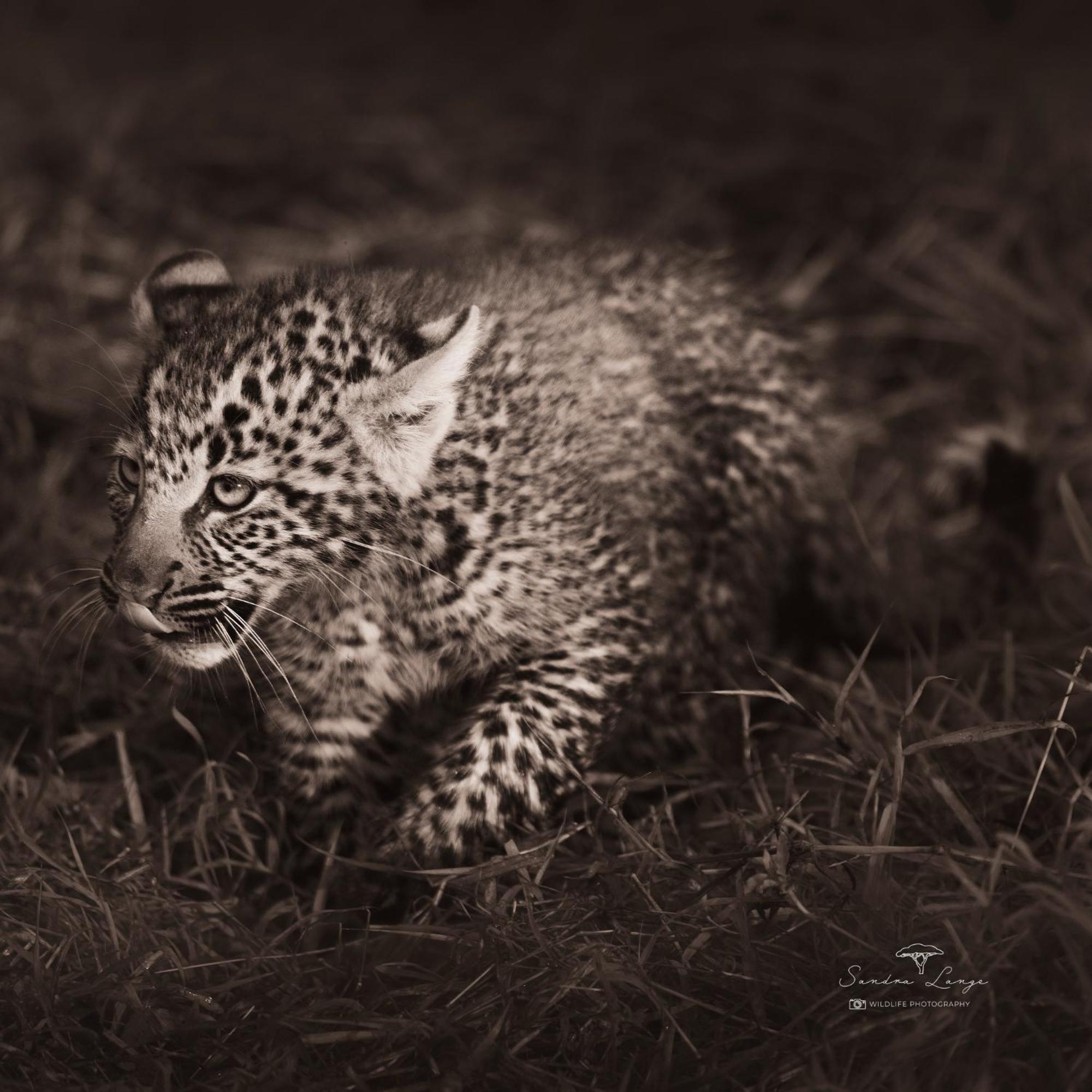 Olkinyei Mara Tented Camp Talek エクステリア 写真